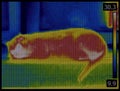 Cat Infrared Image Royalty Free Stock Photo