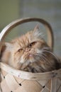 Cat inside a basket Royalty Free Stock Photo