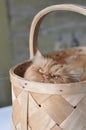 Cat inside a basket Royalty Free Stock Photo