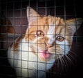 A cat inside a cage, peering curiously through the bars. Its eyes gleam with a mixture of curiosity and a hint of playfulness.