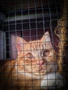 A cat inside a cage, peering curiously through the bars. Its eyes gleam with a mixture of curiosity and a hint of playfulness.