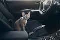 Cat is inside a car. Cat is traveling in a car. Beautiful devon Royalty Free Stock Photo