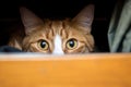 cat inside a moving box peeking out Royalty Free Stock Photo
