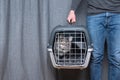 Cat inside of pet carrier transportation box Royalty Free Stock Photo