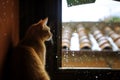 cat inside a warm room, observing a deluge on the rooftop