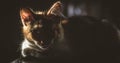 Cat with intense look in the sunlight. Royalty Free Stock Photo