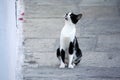 Cat intently looking up Royalty Free Stock Photo