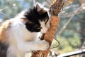 Cat is interested in meteorology and weather forecast. Cat hugs outdoor thermometer. The cat sniffs a thermometer on a branch