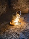 Cat on the interiors of Ajlun castle in Jordan Royalty Free Stock Photo