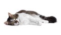 Cat isolated over white background Royalty Free Stock Photo