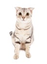 Cat isolated over white background Royalty Free Stock Photo