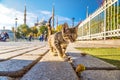 Cat  in Istanbul Royalty Free Stock Photo