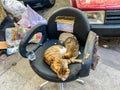 Cat in Istanbul, Turkey. Homeless Cute Cat. A street cat in Istanbul. Homeless animals theme. Funny stray, homeless cats ask for