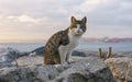 Cat in Istanbul, Turkey. Homeless Cute Cat. A street cat in Istanbul. Homeless animals theme. homeless stray street cat Royalty Free Stock Photo