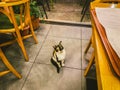 Cat in Istanbul, Turkey. Homeless Cute Cat. A street cat in Istanbul. Homeless animals theme. Insolent cat asks for food in a Royalty Free Stock Photo