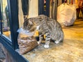 Cat in Istanbul, Turkey. Homeless Cute Cat. A street cat in Istanbul. Homeless animals theme. homeless stray street cat eating