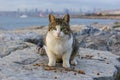 Cat in Istanbul, Turkey. Homeless Cute Cat. A street cat in Istanbul. Homeless animals theme. homeless stray street cat