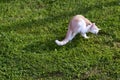 The cat itches from fleas. A ginger cat scratches itself with a paw Royalty Free Stock Photo