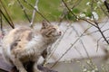 The cat is itching itself on the bridge