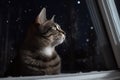 cat with its head out of window, enjoying the view of the stars and planets