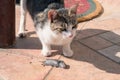 Cat with its mouse catch Royalty Free Stock Photo