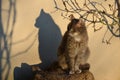 Cat and its shadow projected on a wall