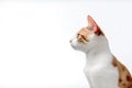 Cat Japanese Bobtail In Profile On White Background. Empty Space. Generative AI Royalty Free Stock Photo