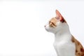 Cat Japanese Bobtail In Profile On White Background. Empty Space. Generative AI