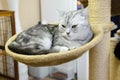 Cat in japanese cat cafe Royalty Free Stock Photo