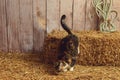 Cat jumping off hay bale in a barn Royalty Free Stock Photo