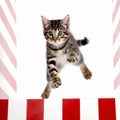 a cat jumping over a red and white striped barrier