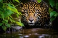 Animal nature leopard mammal predator wild cat feline carnivore big wildlife portrait hunter Royalty Free Stock Photo