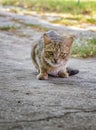 A cat just before the attack. A wild hungry cat is hunting. Royalty Free Stock Photo