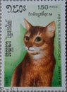 Cat from Kampuchea looking left