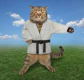 Cat karate on the meadow 2 Royalty Free Stock Photo