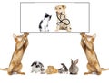 Cat keeps paws white signboard Royalty Free Stock Photo