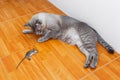 Cat kill rat