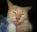 Cat kinda forgets it`s tongue is still sticking out!