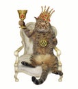 Cat king with a cup on a chair 2 Royalty Free Stock Photo