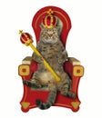 Cat king on the throne Royalty Free Stock Photo