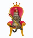 Cat king is on the throne Royalty Free Stock Photo