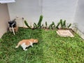 Cat kiss the grass Royalty Free Stock Photo