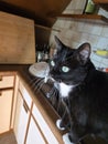 Cat on a kitchen counter with blue eyes Royalty Free Stock Photo