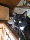 Cat on a kitchen counter with blue eyes Royalty Free Stock Photo