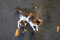 Cat with kitten baby on asphalt. Stray animal on street photo. Three color cat breed. Cute cat mother and baby