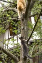 Cat and Kitten climbing on a Tree
