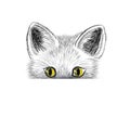 Cat. Kitten face sketch. Puppy head isolated. Royalty Free Stock Photo