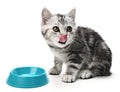 Cat kitten grey striped licking mouth. Portrait hungry kitty with food on isolated white background Royalty Free Stock Photo