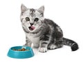 Cat kitten grey striped licking mouth. Portrait hungry kitty with food on isolated white background Royalty Free Stock Photo