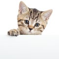 Cat kitten hanging over blank poster or board